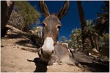 Donkey Closeup